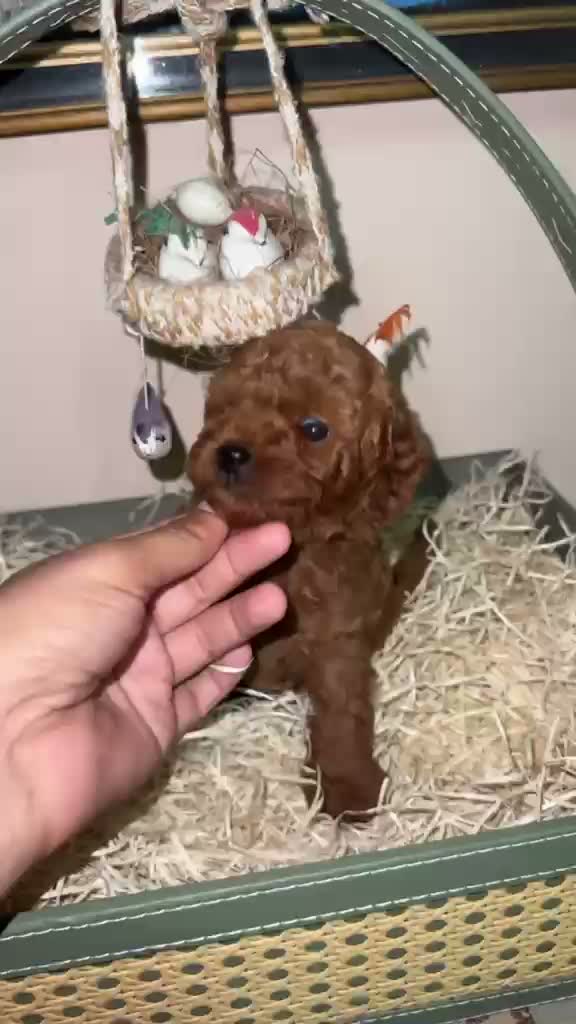 Standard Poodle Puppy, farm video