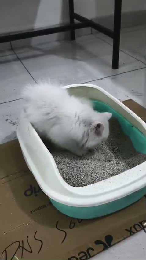 Persian, farm video