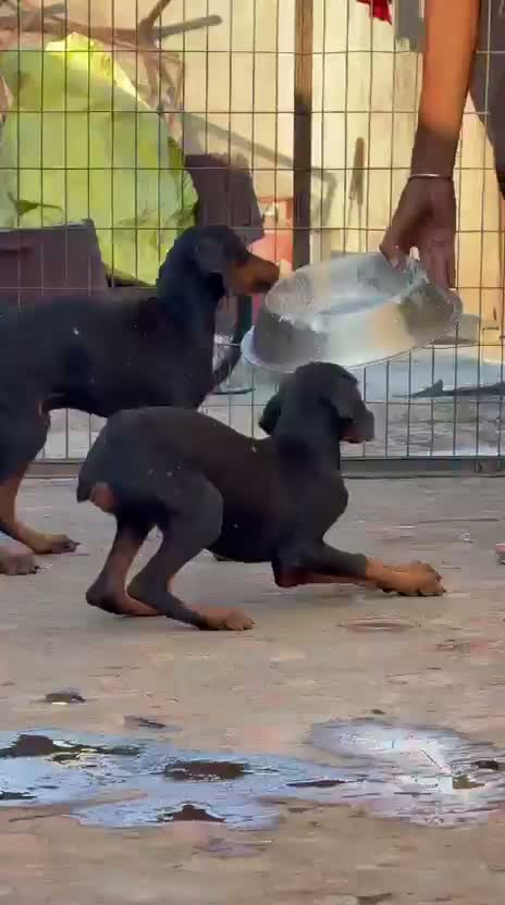 Doberman Pinscher Puppy | Brown & Tan, farm video