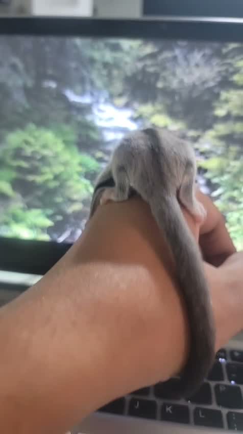 Sugar Glider | Grey, farm video