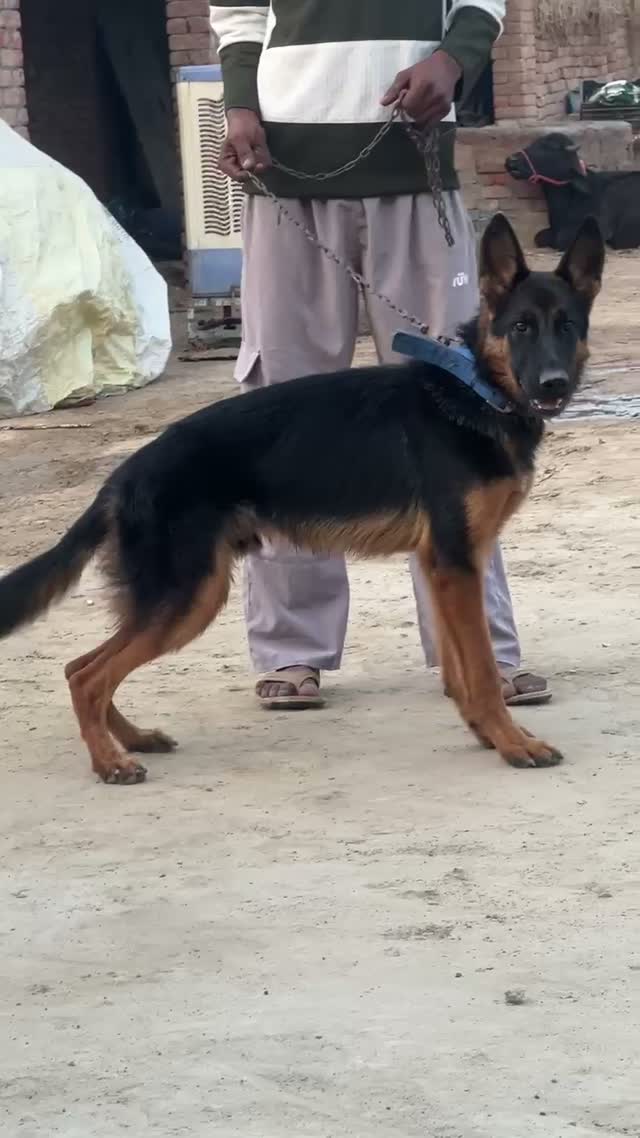 German Shepherd Puppy, farm video