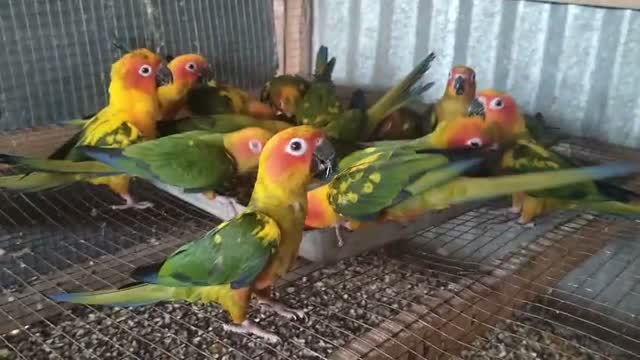Sun Conure, farm video