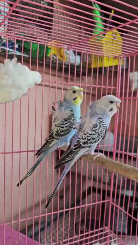 Highflyer Pigeon, farm video