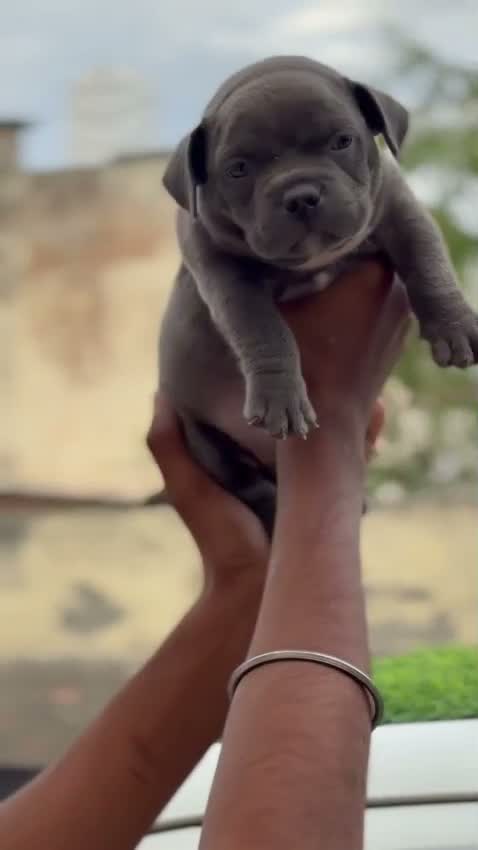 American Bully XXL Size Puppy, farm video