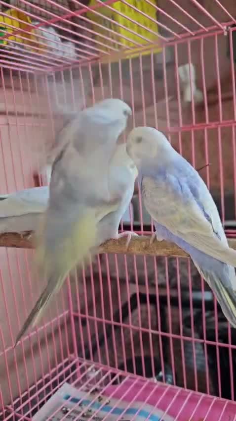 Budgies | Fallow, farm video