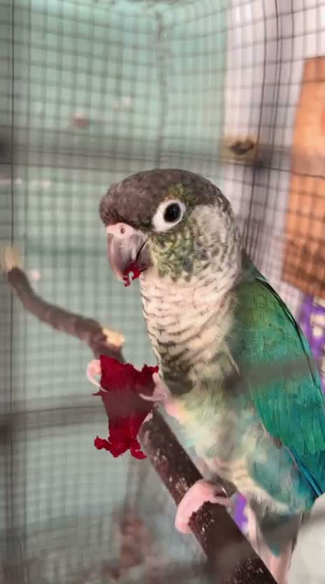 Small Cheek Conure, farm video