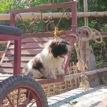 Dachshund Puppy | Brown, farm video