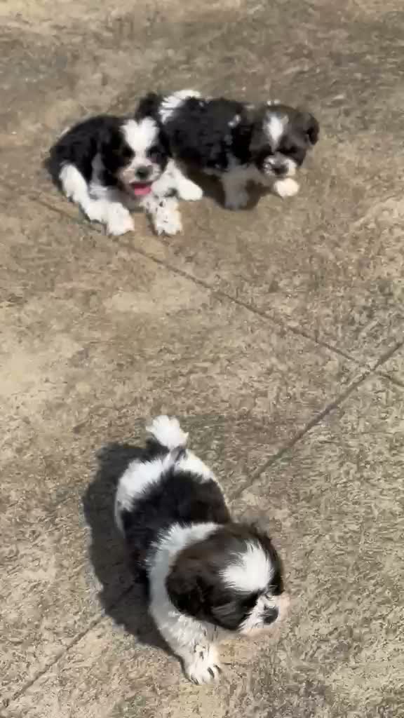 Shih Tzu | Black Color, farm video