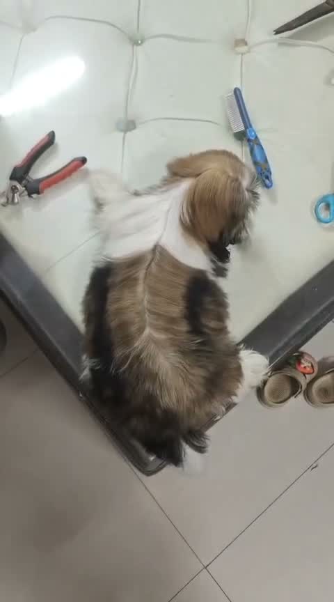 Shih Tzu | Black Color, farm video