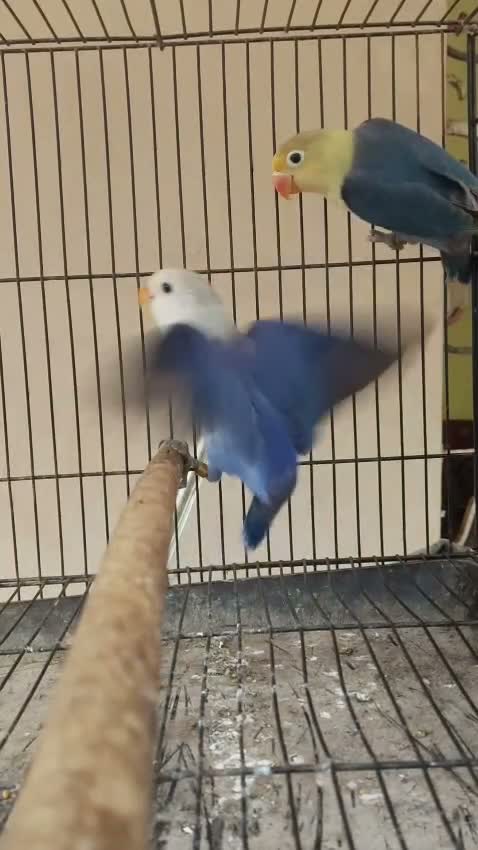 African Love Birds | Opaline, farm video