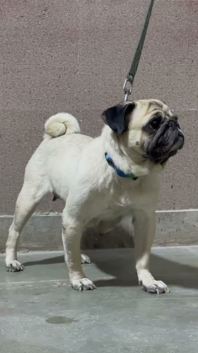 Pug Puppy, farm video