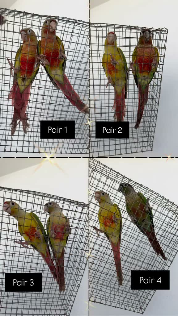 Small Cheek Conure, farm video