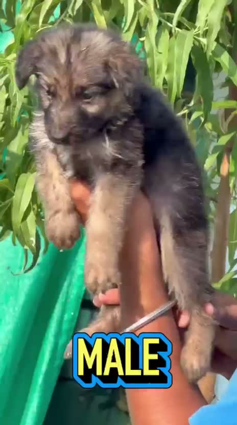 German Shepherd Puppy, farm video