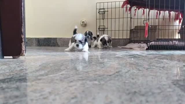 Dachshund Puppy | Brown & Tan, farm video