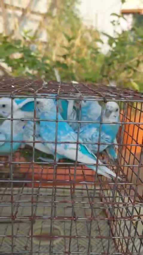 Budgies | Fallow, farm video