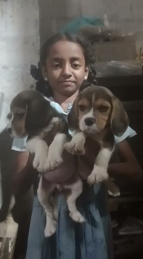 Beagle Black & Tan Puppy, farm video
