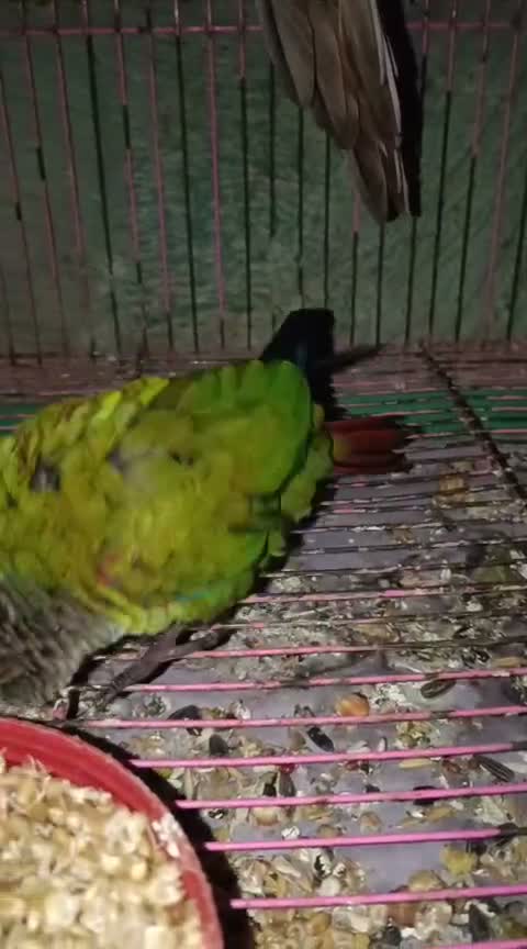 Small Cheek Conure, farm video