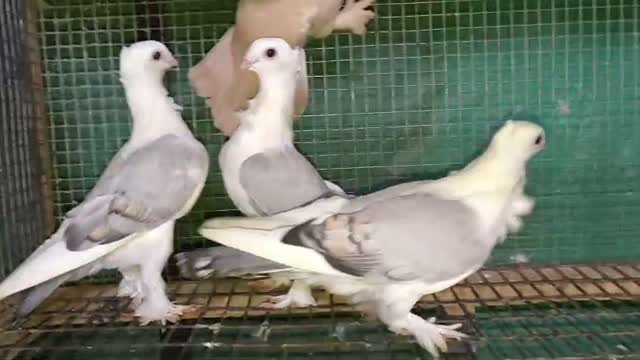 Jacobin Pigeon, farm video