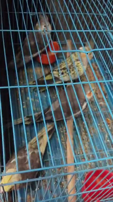 Cockatiel | Pied, farm video