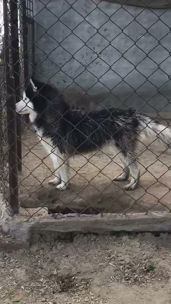 Siberian Husky Puppy | Black & White Color, farm video