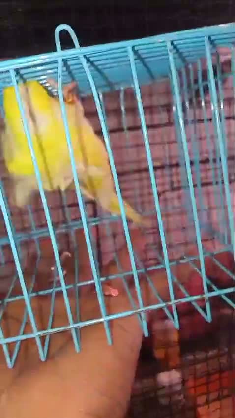 Jacobin Pigeon, farm video