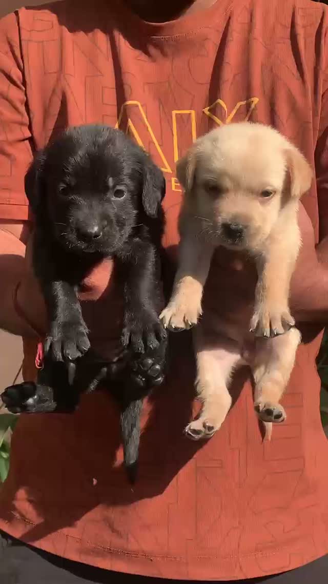 Dachshund Puppy | Brown, farm video