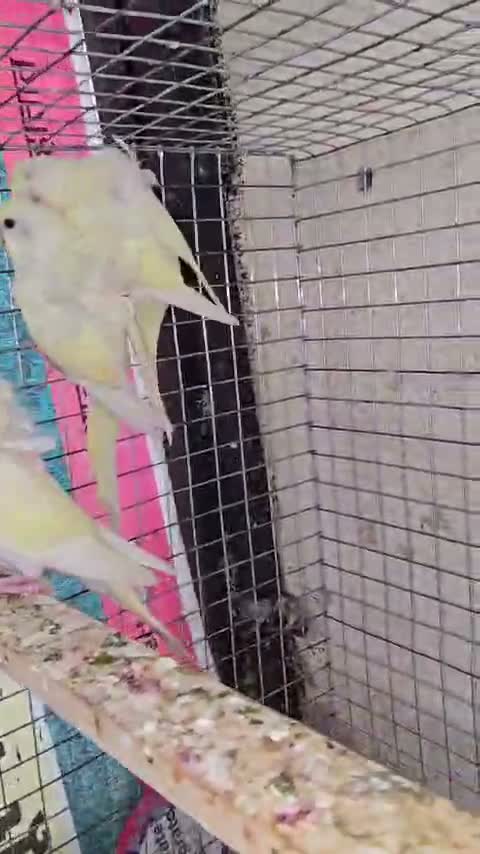 Jacobin Pigeon, farm video