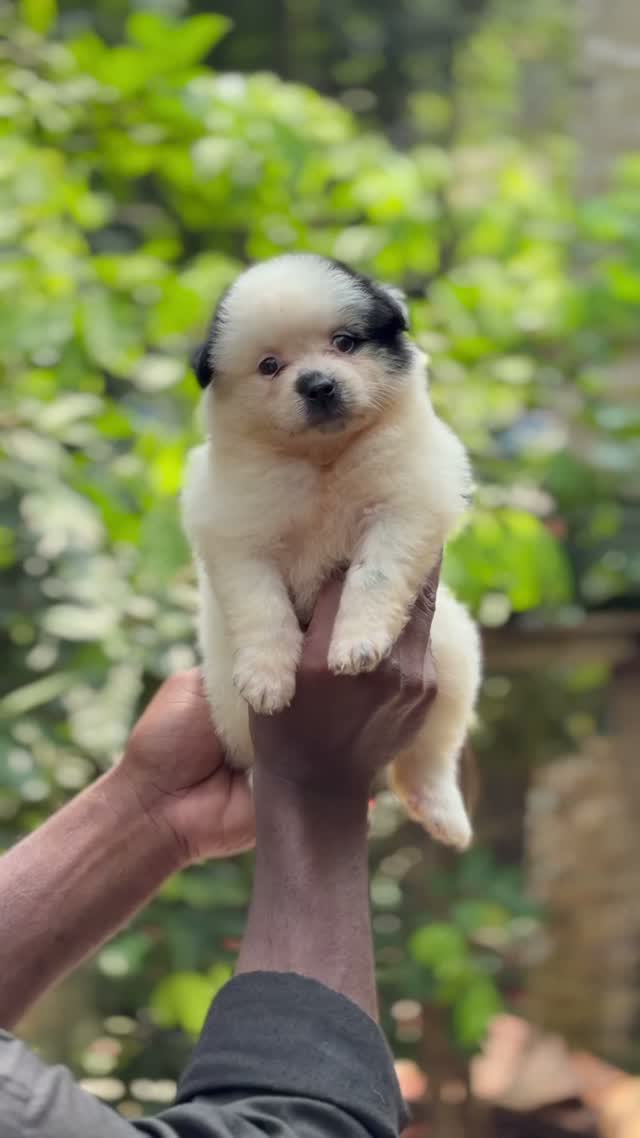 Culture Pom Puppy, farm video