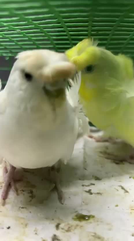 Helicopter Budgies, farm video