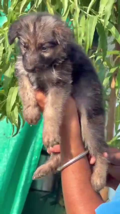 German Shepherd Puppy, farm video