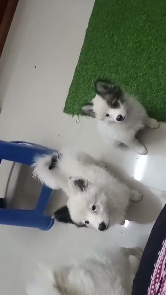 Culture Pom Puppy, farm video