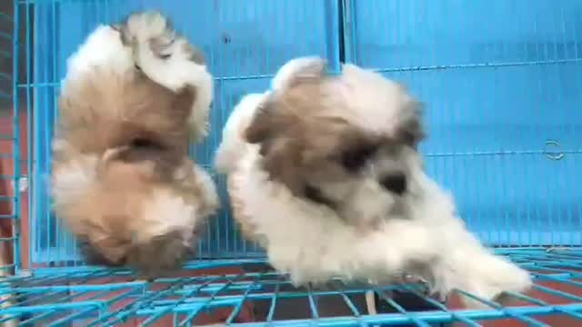Shih Tzu | Black Color, farm video