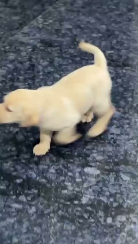 Dachshund Puppy | Brown, farm video