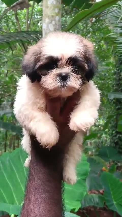 Shih Tzu | Black Color, farm video