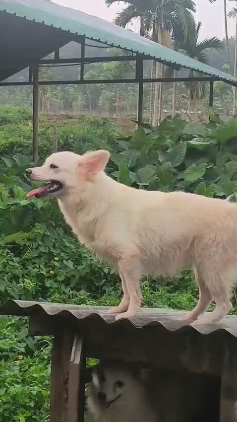 German Shepherd Puppy, farm video