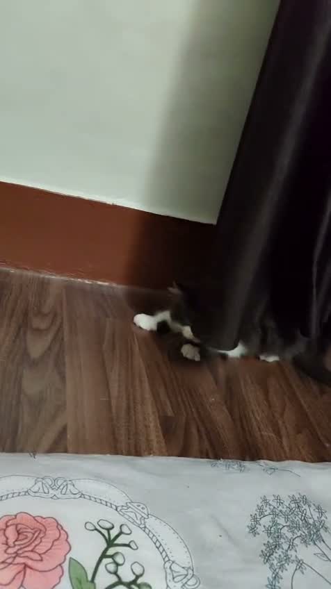 Persian, farm video