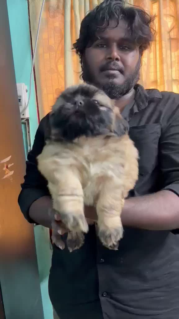 Shih Tzu | Black Color, farm video