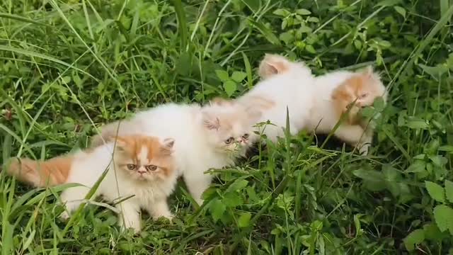 Persian, farm video