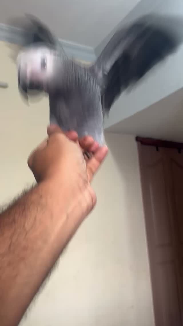 African Grey Parrot, farm video