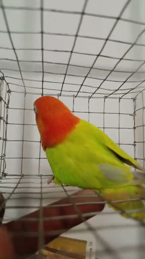 Red-rumped Parakeet, farm video