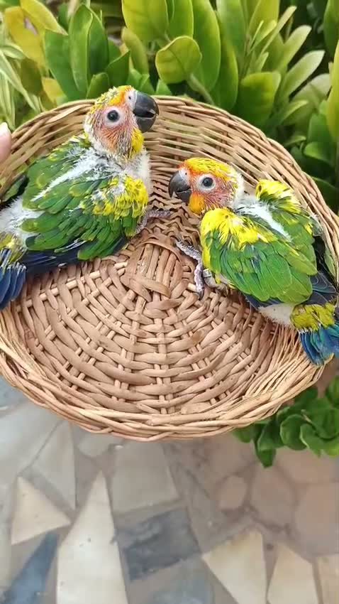 Sun Conure, farm video