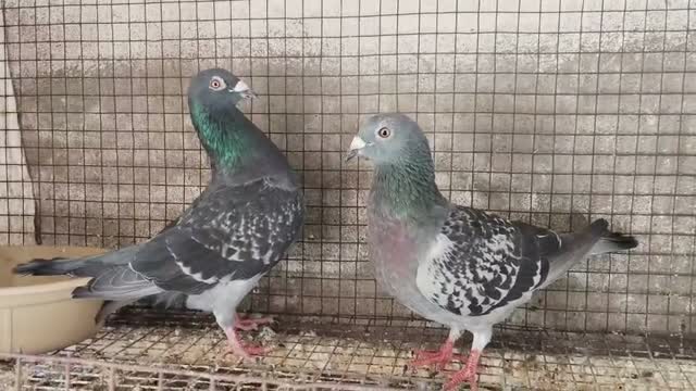 Jacobin Pigeon, farm video