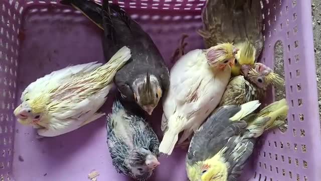 Cockatiel | Pied, farm video