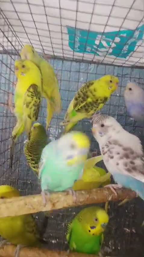 Budgies | Fallow, farm video