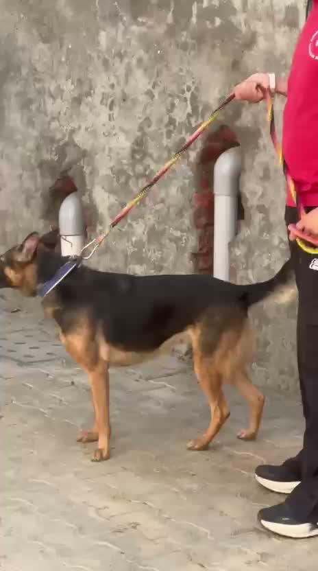 Dachshund Puppy | Brown, farm video