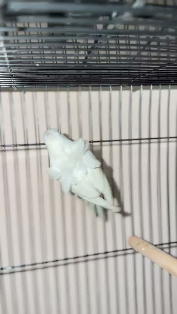 Jacobin Pigeon, farm video