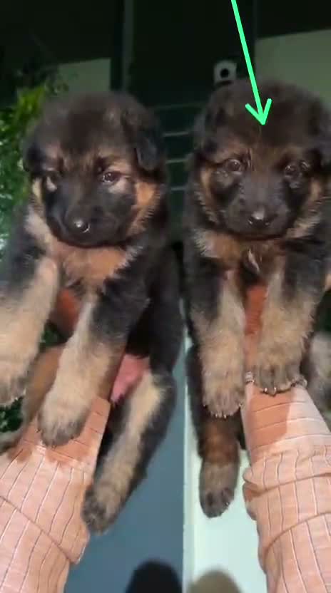 German Shepherd Puppy, farm video