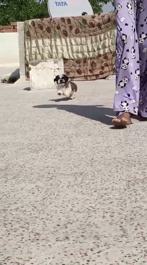 Shih Tzu | Black Color, farm video