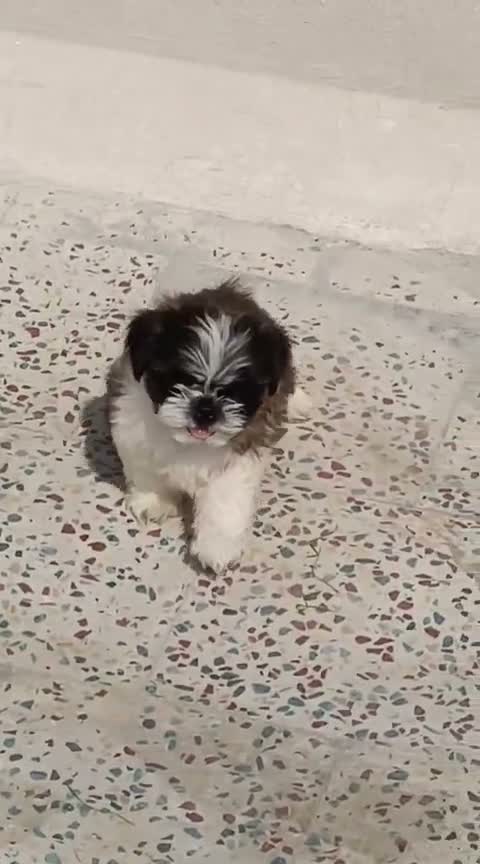 Shih Tzu | Black Color, farm video