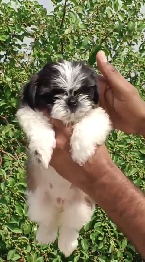 Shih Tzu | Black Color, farm video